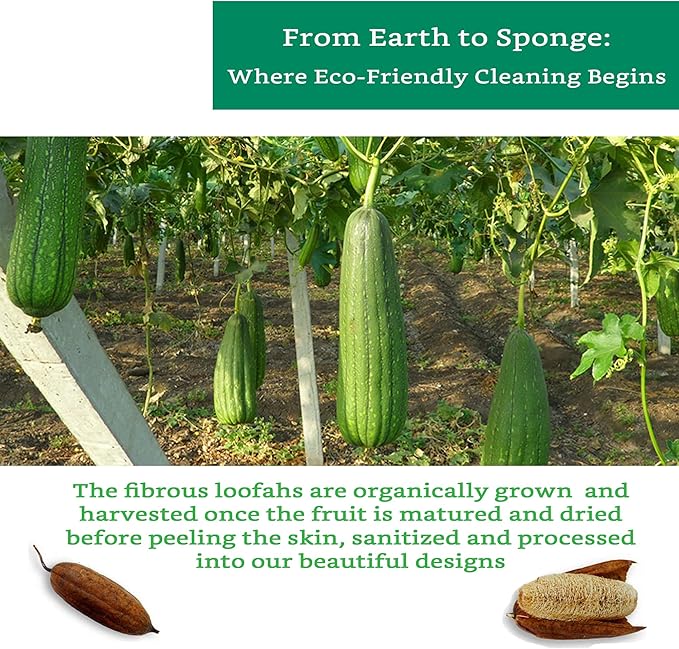 Natural Loofah Kitchen Sponge (XL - 10 Pack) - Natural Sponges for Dishes - Eco Friendly and Compostable Sponges - Plant Based Kitchen Dish Biodegradable Sponge