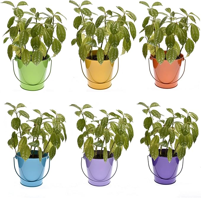 Colored Tin Buckets with Handle, 6 Pack 7.48 inch Galvanized Iron Pail Buckets for Kids, Classroom, Crafts and Party Favors